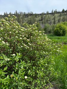 A mature red twig dogwood shrub (Cornus sericea) flowering in the wild. One of approximately 200 species of Pacific Northwest native wildflowers, shrubs and trees available at Sparrowhawk Native Plants, native plant nursery in Portland, Oregon.