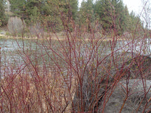 Load image into Gallery viewer, Striking red stems of red twig dogwood shrubs (Cornus sericea) in its riparian habitat. One of approximately 200 species of Pacific Northwest native wildflowers, shrubs and trees available at Sparrowhawk Native Plants, native plant nursery in Portland, Oregon.