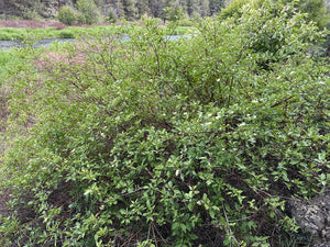 A mature red twig dogwood shrub (Cornus sericea) in the wild. One of approximately 200 species of Pacific Northwest native wildflowers, shrubs and trees available at Sparrowhawk Native Plants, native plant nursery in Portland, Oregon.