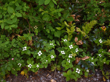 Load image into Gallery viewer, A population of bunchberry (Cornus unalaschkensis) growing, in the wild, with countless companion plants. One of 100+ species of Pacific Northwest native plants available at Sparrowhawk Native Plants nursery in Portland, Oregon.