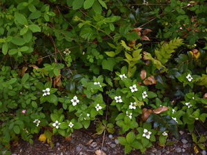 A population of bunchberry (Cornus unalaschkensis) growing, in the wild, with countless companion plants. One of 100+ species of Pacific Northwest native plants available at Sparrowhawk Native Plants nursery in Portland, Oregon.