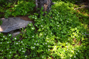 A population of bunchberry (Cornus unalaschkensis) spills over a log/berm on Mt Hood. One of 100+ species of Pacific Northwest native plants available at Sparrowhawk Native Plants nursery in Portland, Oregon.