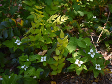 Load image into Gallery viewer, Native bunchberry (Cornus unalaschkensis) in flower beside cascade Oregon grape (Mahonia nervosa). One of 100+ species of Pacific Northwest native plants available at Sparrowhawk Native Plants nursery in Portland, Oregon.