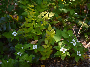 Native bunchberry (Cornus unalaschkensis) in flower beside cascade Oregon grape (Mahonia nervosa). One of 100+ species of Pacific Northwest native plants available at Sparrowhawk Native Plants nursery in Portland, Oregon.