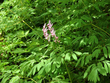 Load image into Gallery viewer, The habit of a lighter flowering Western or Scouler's Corydalis (Corydalis scouleri). One of approximately 200 species of Pacific Northwest native plants available at Sparrowhawk Native Plants, native plant nursery in Portland, Oregon.
