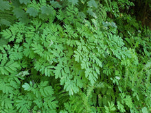 Load image into Gallery viewer, Delicate blue-ish green foliage of Western or Scouler's Corydalis (Corydalis scouleri). One of approximately 200 species of Pacific Northwest native plants available at Sparrowhawk Native Plants, native plant nursery in Portland, Oregon.