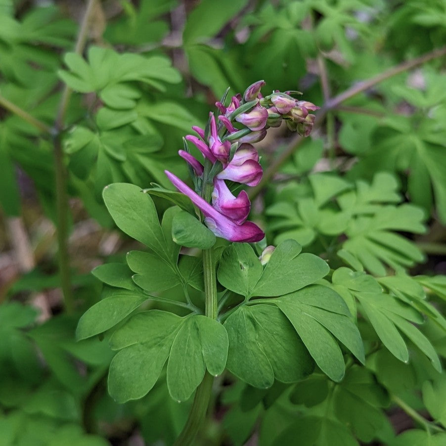 Western Corydalis (Corydalis scouleri) – Sparrowhawk Native Plants