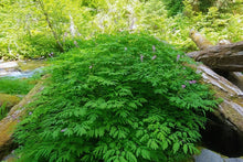 Load image into Gallery viewer, A mature, thriving clump of Western or Scouler's Corydalis (Corydalis scouleri) beside a stream. One of approximately 200 species of Pacific Northwest native plants available at Sparrowhawk Native Plants, native plant nursery in Portland, Oregon
