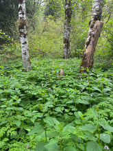 Load image into Gallery viewer, Stands of Western or Scouler's Corydalis (Corydalis scouleri) and stinging nettle (Urtica dioica) plants in a floodplain/riparian forest. The Corydalis is one of approximately 200 species of Pacific Northwest native plants available at Sparrowhawk Native Plants, native plant nursery in Portland, Oregon