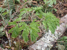 Load image into Gallery viewer, A young Western or Scouler's Corydalis (Corydalis scouleri) plant in the wild. One of approximately 200 species of Pacific Northwest native plants available at Sparrowhawk Native Plants, native plant nursery in Portland, Oregon.