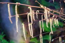 Load image into Gallery viewer, Many male catkins dangle from the branches of western hazelnut (Corylus cornuta). One of many species of Pacific Northwest native shrubs available at Sparrowhawk Native Plants, Native Plant Nursery in Portland, Oregon.