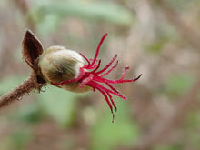 Load image into Gallery viewer, Close-up of the female flower on western hazelnut (Corylus cornuta). One of many species of Pacific Northwest native shrubs available at Sparrowhawk Native Plants, Native Plant Nursery in Portland, Oregon.