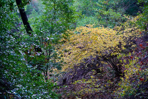 Western Hazelnut