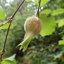 Load image into Gallery viewer, Close-up of the &quot;beaked&quot; fruit on western hazelnut (Corylus cornuta). One of many species of Pacific Northwest native shrubs available at Sparrowhawk Native Plants, Native Plant Nursery in Portland, Oregon.