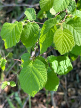 Load image into Gallery viewer, Soft green leaves on western hazelnut (Corylus cornuta). One of many species of Pacific Northwest native shrubs available at Sparrowhawk Native Plants, Native Plant Nursery in Portland, Oregon.