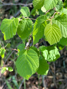 Soft green leaves on western hazelnut (Corylus cornuta). One of many species of Pacific Northwest native shrubs available at Sparrowhawk Native Plants, Native Plant Nursery in Portland, Oregon.