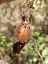 Load image into Gallery viewer, Close-up of the nut of western hazelnut (Corylus cornuta). One of many species of Pacific Northwest native shrubs available at Sparrowhawk Native Plants, Native Plant Nursery in Portland, Oregon.