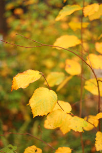 Close-up of golden fall leaves on western hazelnut (Corylus cornuta). One of many species of Pacific Northwest native shrubs available at Sparrowhawk Native Plants, Native Plant Nursery in Portland, Oregon.