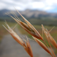 Load image into Gallery viewer, Close-up of the dried seed heads on California oatgrass (Danthonia californica). One of approximately 200 species of Pacific Northwest native plants available at Sparrowhawk Native Plants, native plant nursery in Portland, Oregon.