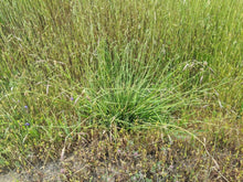 Load image into Gallery viewer, Growth habit of California oatgrass (Danthonia californica) in the wild. One of approximately 200 species of Pacific Northwest native plants available at Sparrowhawk Native Plants, native plant nursery in Portland, Oregon.