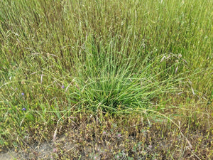 Growth habit of California oatgrass (Danthonia californica) in the wild. One of approximately 200 species of Pacific Northwest native plants available at Sparrowhawk Native Plants, native plant nursery in Portland, Oregon.