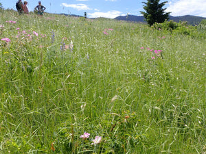 A large wild prairie filled with California oatgrass (Danthonia californica) and some companion wildflowers. One of approximately 200 species of Pacific Northwest native plants available at Sparrowhawk Native Plants, native plant nursery in Portland, Oregon.