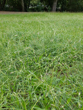 Load image into Gallery viewer, A large wild prairie filled with California oatgrass (Danthonia californica). One of approximately 200 species of Pacific Northwest native plants available at Sparrowhawk Native Plants, native plant nursery in Portland, Oregon.