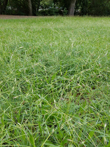 A large wild prairie filled with California oatgrass (Danthonia californica). One of approximately 200 species of Pacific Northwest native plants available at Sparrowhawk Native Plants, native plant nursery in Portland, Oregon.