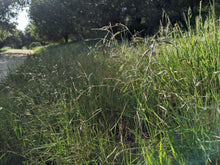 Load image into Gallery viewer, A wild population of California oatgrass (Danthonia californica) along a rural roadside. One of approximately 200 species of Pacific Northwest native plants available at Sparrowhawk Native Plants, native plant nursery in Portland, Oregon.