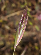 Load image into Gallery viewer, Close up of the amber-tinged seedhead of California oatgrass (Danthonia californica). One of approximately 200 species of Pacific Northwest native plants available at Sparrowhawk Native Plants, native plant nursery in Portland, Oregon.