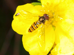 Macro shot of yellow flower of shrubby cinquefoil (Dasiphora fruticosa, formerly/aka Potentilla fruticosa) with an insect. One of 100+ species of Pacific Northwest native plants available at Sparrowhawk Native Plants, Native Plant Nursery in Portland, Oregon.