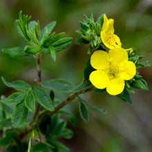 Load image into Gallery viewer, Close-up of the yellow flower of shrubby cinquefoil (Dasiphora fruticosa, formerly/aka Potentilla fruticosa). One of 100+ species of Pacific Northwest native plants available at Sparrowhawk Native Plants, Native Plant Nursery in Portland, Oregon.