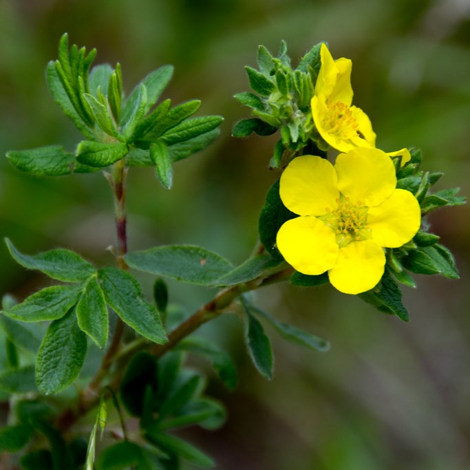 Close-up of the yellow flower of shrubby cinquefoil (Dasiphora fruticosa, formerly/aka Potentilla fruticosa). One of 100+ species of Pacific Northwest native plants available at Sparrowhawk Native Plants, Native Plant Nursery in Portland, Oregon.