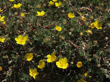 Load image into Gallery viewer, Flowering vegetation of shrubby cinquefoil (Dasiphora fruticosa, formerly/aka Potentilla fruticosa). One of 100+ species of Pacific Northwest native plants available at Sparrowhawk Native Plants, Native Plant Nursery in Portland, Oregon.