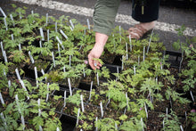 Load image into Gallery viewer, Flats of 4&quot; pots of pacific bleeding heart plants (Dicentra formosa) at a Sparrowhawk event in April. One of 100+ species of Pacific Northwest native plants available at Sparrowhawk Native Plants, Native Plant Nursery in Portland, Oregon.