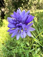 Load image into Gallery viewer, Close-up of the purplish flower of field cluster-lily or ookaw (Dichelostemma congestum). One of approximately 200 species of Pacific Northwest native plants available at Sparrowhawk Native Plants, Native Plant Nursery in Portland, Oregon.