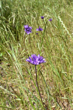 Load image into Gallery viewer, Purple flowers of field cluster-lily or ookaw (Dichelostemma congestum) dot a field. One of approximately 200 species of Pacific Northwest native plants available at Sparrowhawk Native Plants, Native Plant Nursery in Portland, Oregon.