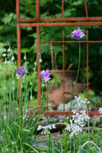 Load image into Gallery viewer, Purple flowers of field cluster-lily or ookaw (Dichelostemma congestum) with nodding onion in the habitat garden. One of approximately 200 species of Pacific Northwest native plants available at Sparrowhawk Native Plants, Native Plant Nursery in Portland, Oregon.