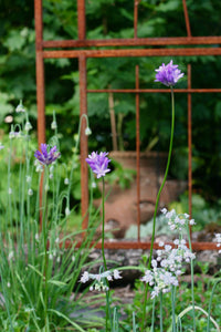 Purple flowers of field cluster-lily or ookaw (Dichelostemma congestum) with nodding onion in the habitat garden. One of approximately 200 species of Pacific Northwest native plants available at Sparrowhawk Native Plants, Native Plant Nursery in Portland, Oregon.