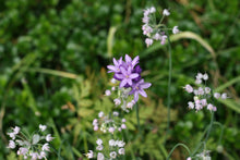 Load image into Gallery viewer, Purple flowers of field cluster-lily or ookaw (Dichelostemma congestum) with nodding onion in the habitat garden. One of approximately 200 species of Pacific Northwest native plants available at Sparrowhawk Native Plants, Native Plant Nursery in Portland, Oregon.