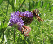 Load image into Gallery viewer, Checkerspot butterflies enjoying purple flowers of field cluster-lily or ookaw (Dichelostemma congestum). One of approximately 200 species of Pacific Northwest native plants available at Sparrowhawk Native Plants, Native Plant Nursery in Portland, Oregon.