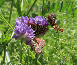 Checkerspot butterflies enjoying purple flowers of field cluster-lily or ookaw (Dichelostemma congestum). One of approximately 200 species of Pacific Northwest native plants available at Sparrowhawk Native Plants, Native Plant Nursery in Portland, Oregon.