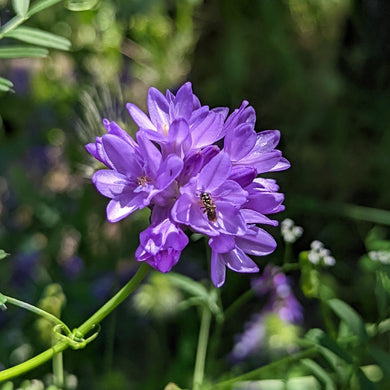 Close-up of the purplish flower of field cluster-lily or ookaw (Dichelostemma congestum). One of approximately 200 species of Pacific Northwest native plants available at Sparrowhawk Native Plants, Native Plant Nursery in Portland, Oregon.