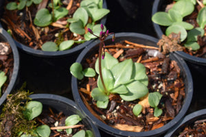 One gallon pots of budding broad-leaved or Henderson's shooting star (Dodecatheon hendersonii) in April. One of the 100+ stunning Pacific Northwest native plant available at Sparrowhawk Native Plants Nursery in Portland, Oregon.