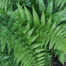 Load image into Gallery viewer, Fronds of coastal wood fern (Dryopteris arguta). One of approximately 200 species of Pacific Northwest native plants available at Sparrowhawk Native Plants, Native Plant Nursery in Portland, Oregon.