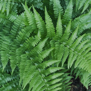 Fronds of coastal wood fern (Dryopteris arguta). One of approximately 200 species of Pacific Northwest native plants available at Sparrowhawk Native Plants, Native Plant Nursery in Portland, Oregon.