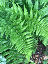 Load image into Gallery viewer, Fronds of coastal wood fern (Dryopteris arguta). One of approximately 200 species of Pacific Northwest native plants available at Sparrowhawk Native Plants, Native Plant Nursery in Portland, Oregon.