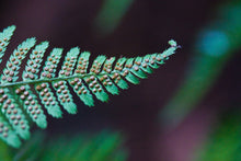 Load image into Gallery viewer, Visible sporangia on the underside of coastal wood fern (Dryopteris arguta). One of approximately 200 species of Pacific Northwest native plants available at Sparrowhawk Native Plants, Native Plant Nursery in Portland, Oregon.