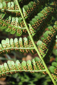 Visible sporangia on the underside of coastal wood fern (Dryopteris arguta). One of approximately 200 species of Pacific Northwest native plants available at Sparrowhawk Native Plants, Native Plant Nursery in Portland, Oregon.