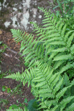 Load image into Gallery viewer, Wood Fern